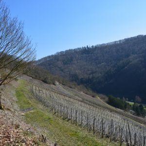 Weinanbaugebiete in Obernhof an der Lahn. Foto_Stefan Eschenauer.JPG